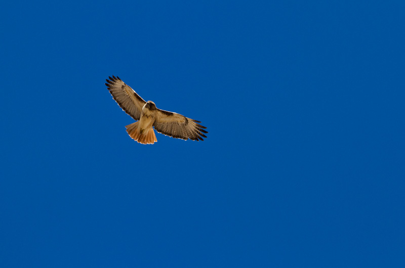 Red-Tailed Hawk In Flight